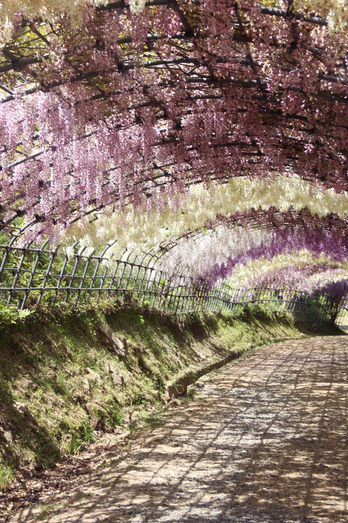 ethertune:  Wisteria Tunnel, Kawachi gardens (By ScoobyGabrielle) 
