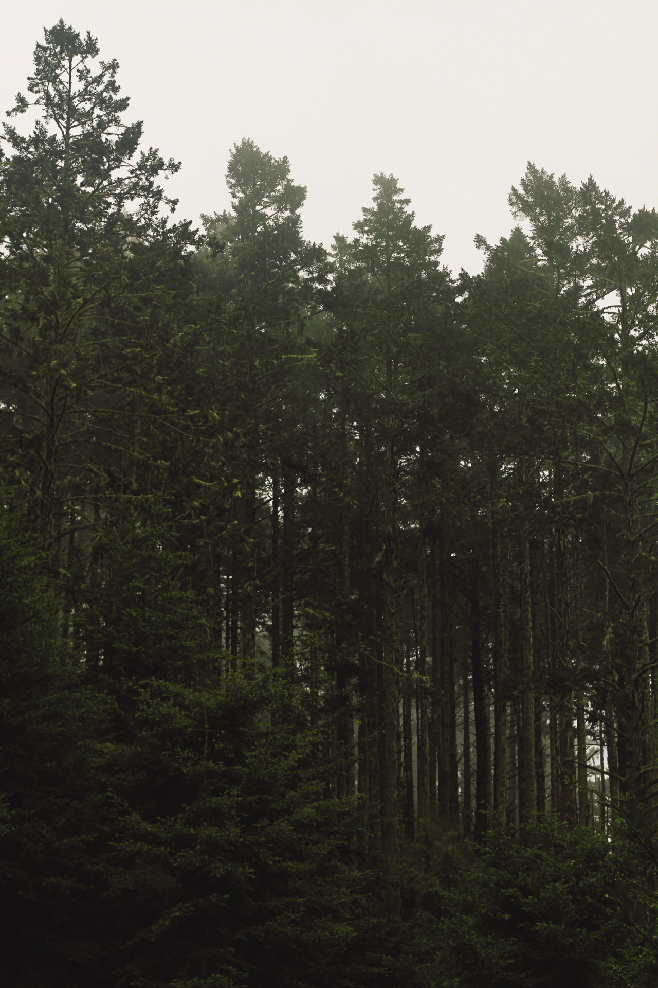 upclosefromafar:  predictablytypical:  Foggy forest    ~My Hidden Nirvana~