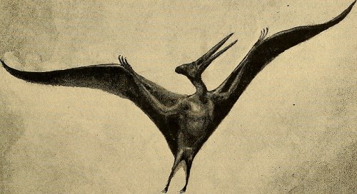 Pteranodon, 1885