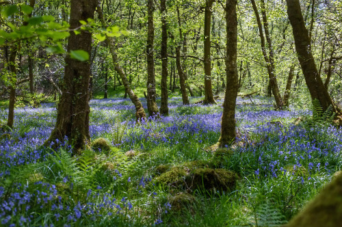 Bluebell meadow by simon rees