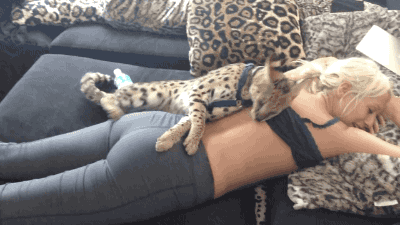 Beautiful cat!!