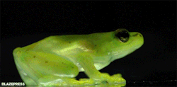 blazepress:  Transparent frog.