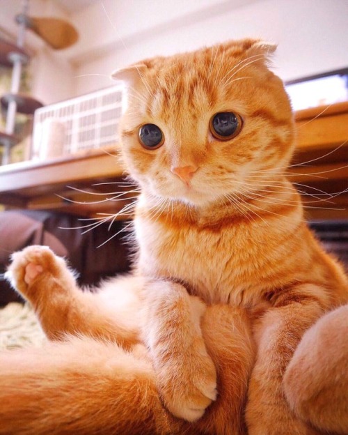 cutekittensarefun:An outrageously cute orange kitty