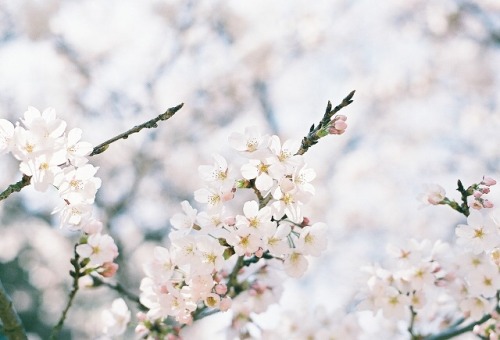 桜、咲き始め。 今年は桜が咲き始めてから天気がずっと良くて 5日連続で娘を連れて、すぐ近くの公園に桜の写真を撮りに行きました 冬生まれの娘、初めての春・初めての桜。 そして実は、娘とふたりっきりで出か