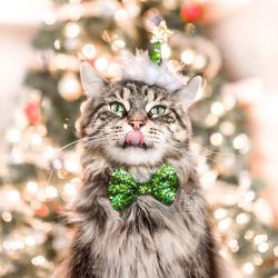 catsofinstagram:  From @leo.mainecoon: “the best part about christmas is all the yummy foods! 😋” #twitterweek #catsofinstagram [source: https://ift.tt/2zQgvYb ]