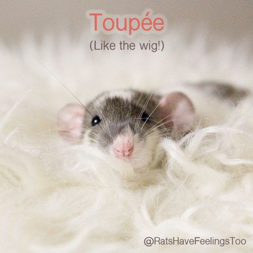 NEW BABIES ARE HERE!✨ Introducing&hellip; #Toupée and #Roux my new #rattie babies! #Toupee (pronoun