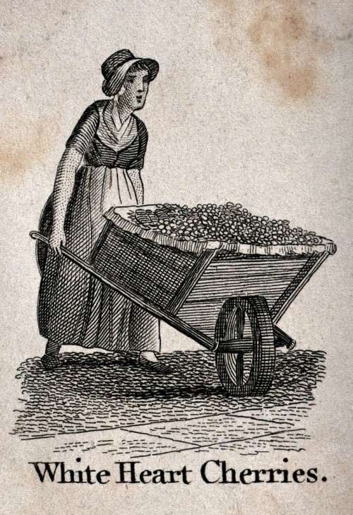 A woman pushing a large wheelbarrow full of cherries[Place of publication not identified] : [publish