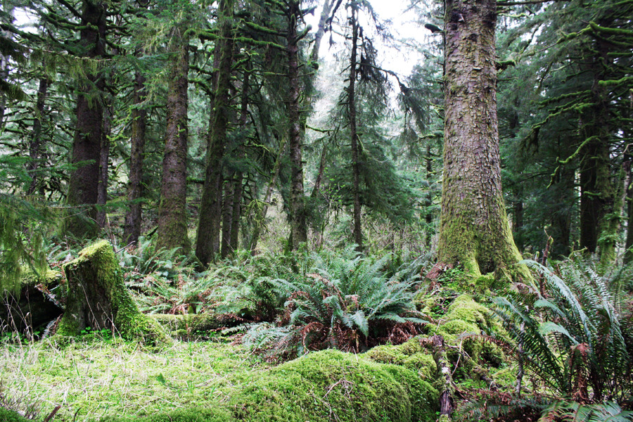 bright-witch: The Nature Conservancy//Forest Service’s Cascade Head Trails ♢