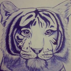 Tiger #sketch #painting #pen #blue #tiger