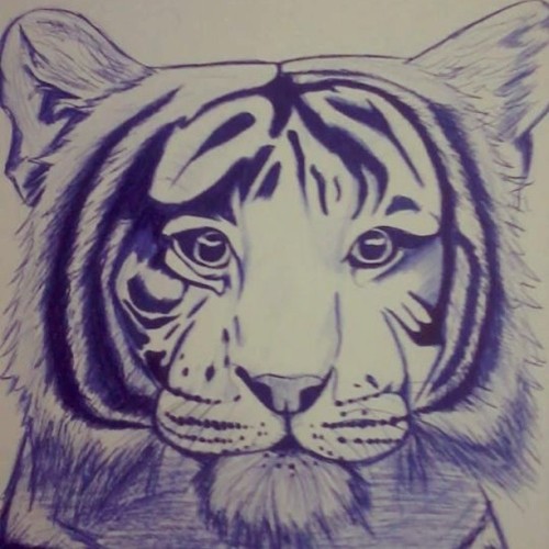 Porn Pics Tiger #sketch #painting #pen #blue #tiger