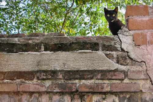 grungeouttakesabstracts:Furry sentinelMadrid, Spain - 11/16/10