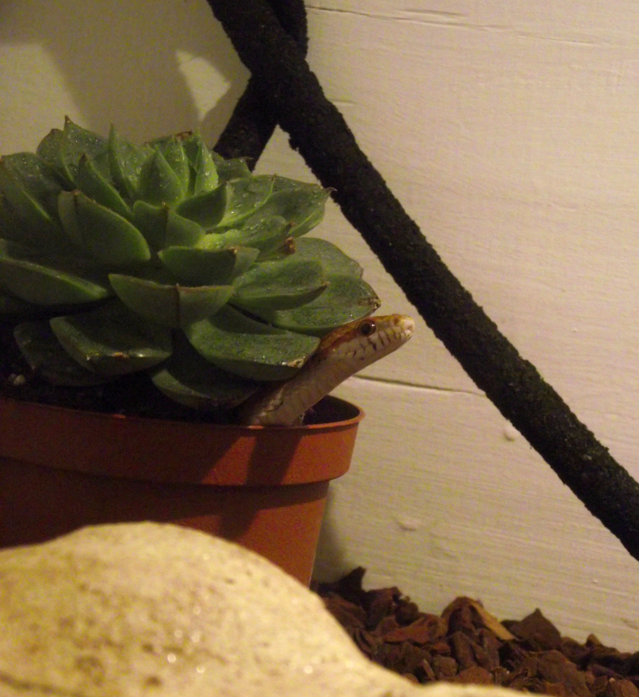 rate-my-reptile:  tariques:Are all corn snakes this weird?hush. potosempetising now.