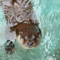 dailyotter:  Come On In, Human! The Water’s Nice!Via Beginners Blog Otter[Noichi Zoological Park, Japan] 