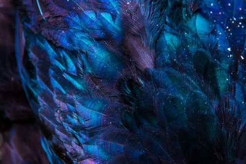 unkemptgardens: black feathers with vibrance enhanced are my favorite 9.23.15