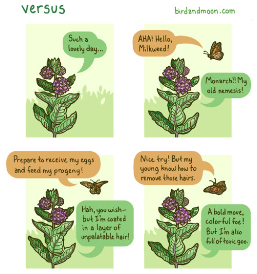 birdandmoon:A little cartoon about the monarch/butterfly relationship. It’s inspired by AMAZING rese