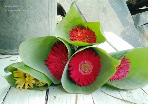 #เยอบีร่า #gerbera #thaigerbera #colourful #flowers #botany #botanicalgarden #worrapongfarm #samkok 