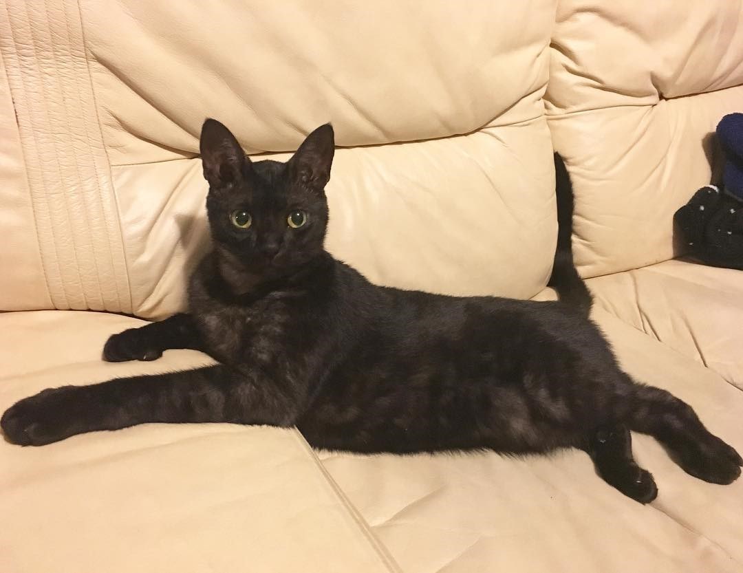 99animals:Cat