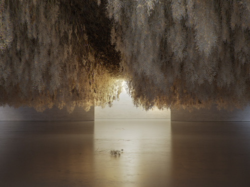 itscolossal:  A Field of Dried Grass Is Suspended from the Ceiling in ‘French Exit’ by Artist Tadao Cern