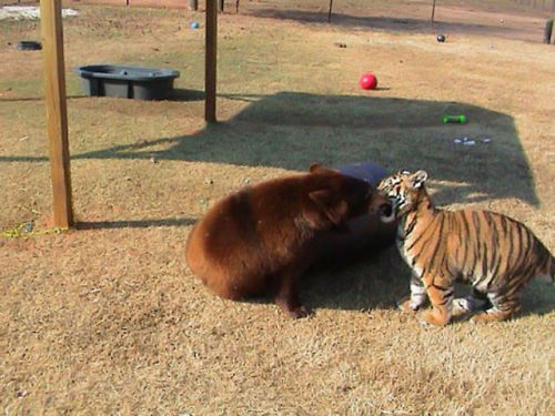 i-am-hiddlest0ned:  catsbeaversandducks:  Lion, Tiger And Bear Raised Together After Rescue From Drug Dealer Baloo the bear, Leo the lion, and Shere Khan the tiger were found locked in a basement undernourished and abused. The trio was originally owned