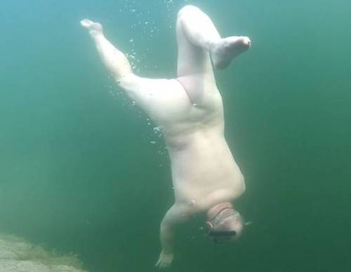 stockymaturemales: Beautiful artistic pictures of this mature naked diver.