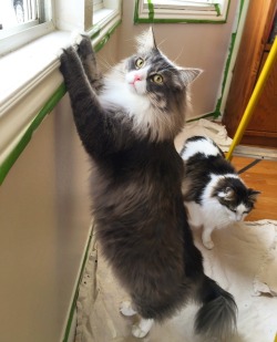 catladychronicles:  ~Cat yoga~