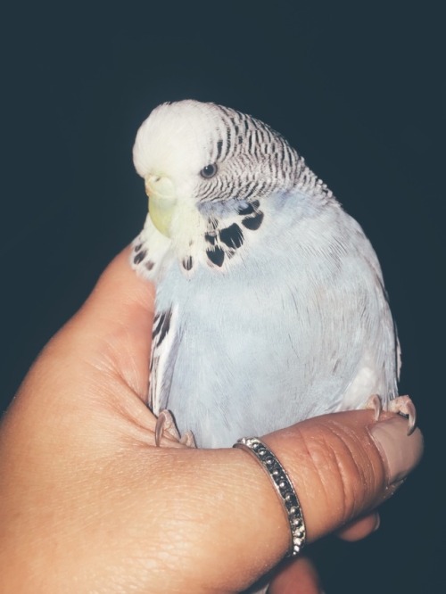 3littleshits: When you’re fat and grumpy looking 24/7/365 lol cute bby