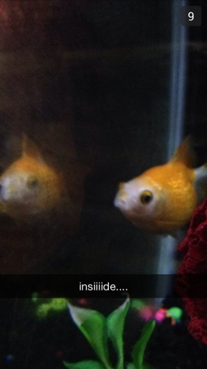 crownleys: My sister just sent me these of my goldfish and this is why I love her