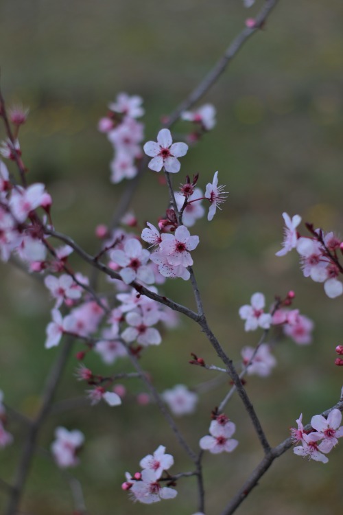 prunus