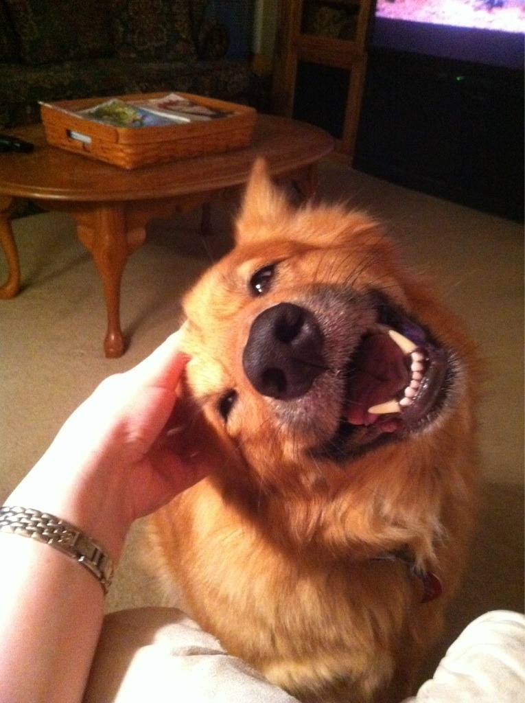 cute-overload:
“ She really likes ear scratches.
http://cute-overload.tumblr.com
”