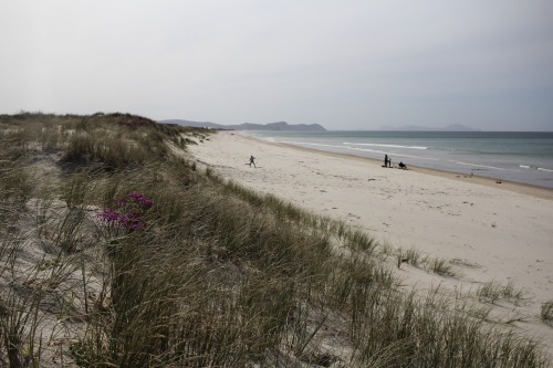 Te Arai Beach, about an hour north of Auckland, NZ. White sands and pine forests surrounded by typic