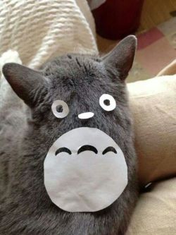 ttalgimochi:  Totoro cat