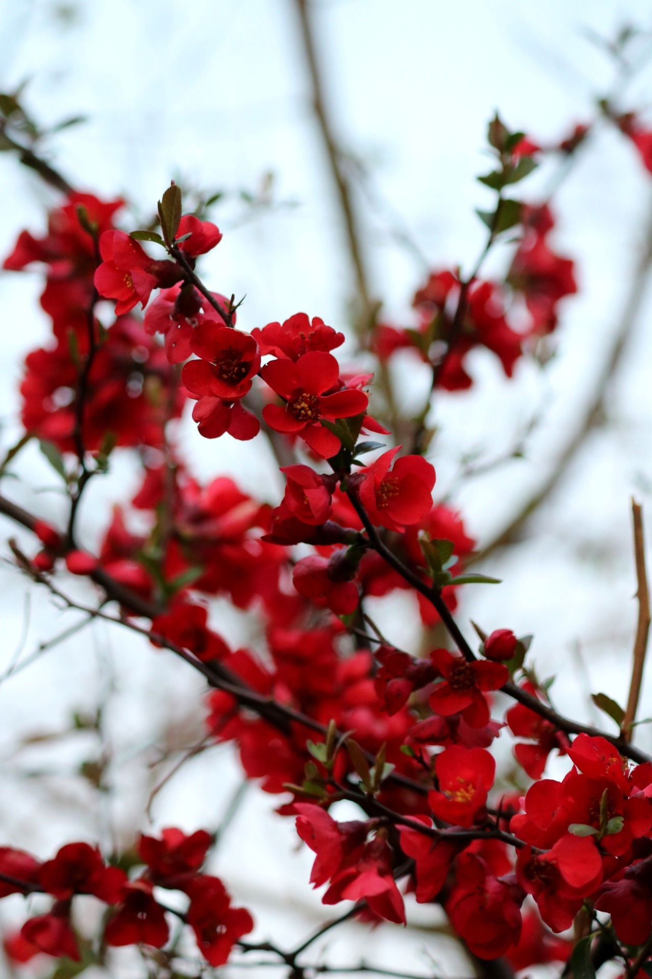 boschintegral-photo:   Maule’s Quince (Chaenomeles Japonica)   