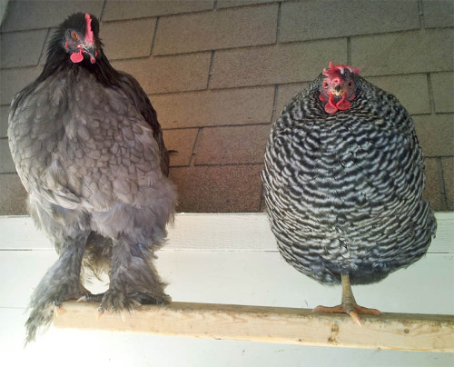 cluckyeschickens: nambroth: It’s been a bit cold, lately. The girls (and One Mr. Baron Ruffler