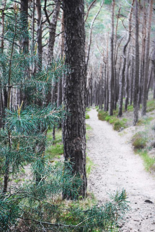 Palatinate Forest | Pfälzerwald, Germany