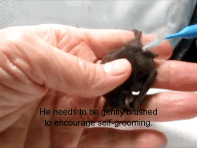 Porn photo gifsboom:  Video:  Cute Baby Bat  <3