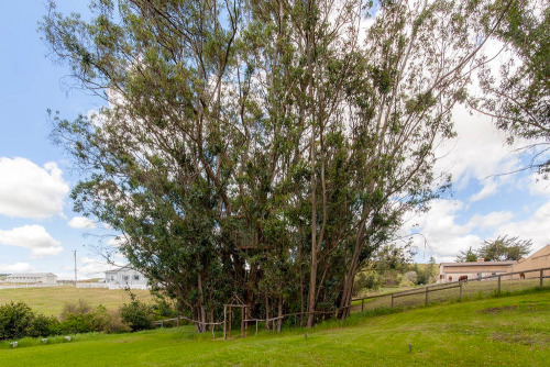 treehauslove: Swallowtail Magic Grove Treehouse. A treehouse in its own tiny eucalyptus tree forest.