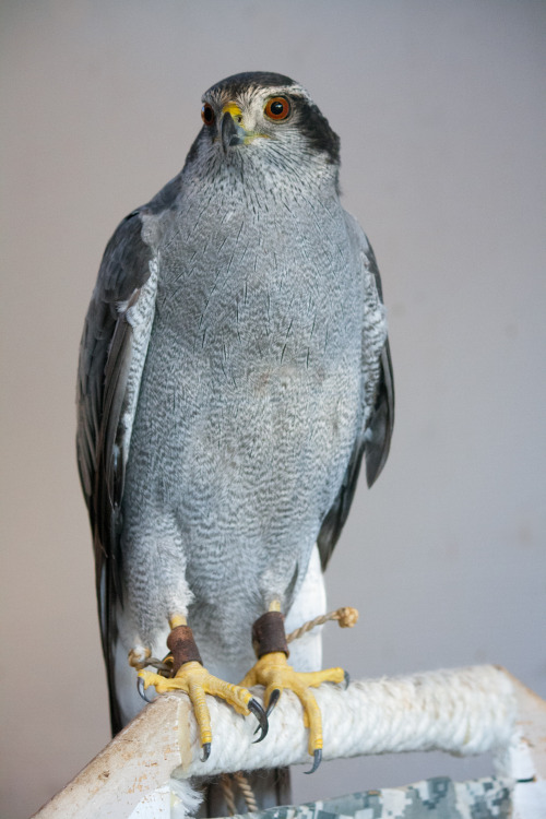 crazycritterlife:Photoshoot with Kai! I couldn’t resist. He’s a handsome devil in his th