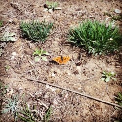 first butterfly of spring。