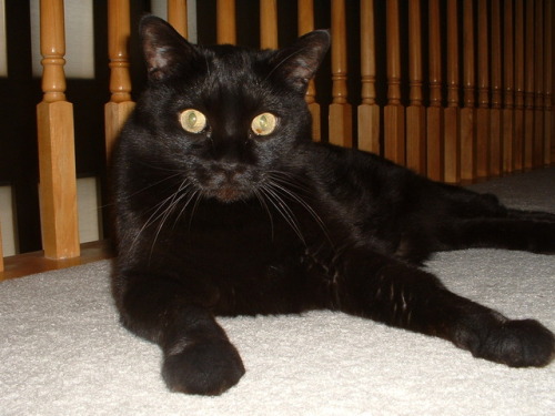 reelaroundthedavekan: Our black kitty Sanders who we said goodbye to in 2013 after being with us for