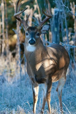  Country Buck