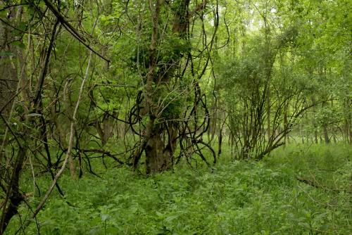 Inside the old hedge grove. by Joe Kelly