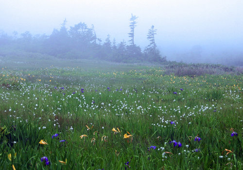 90377: tsugaike marshland, Nagano,Japan 栂池 by Gudonjin AIZA