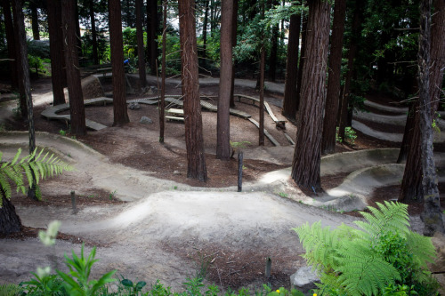 Whakarewarewa Forest aka “The Redwoods,” Rotorua