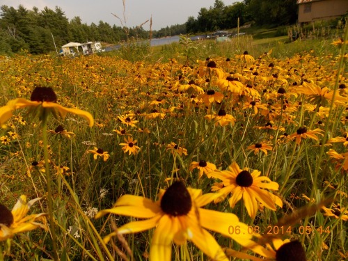 skygrl:  a while ago we planted a few Black-eyed Susans and now they’ve spread into a literal sea of flowers