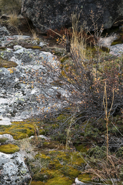 A mossy rock garden in the Beartooth Mountainsriverwindphotography, October, 2018