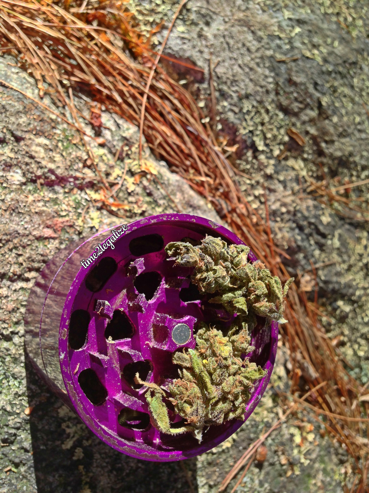 time2legalize:  fire catching some rays on my nature walk🍃