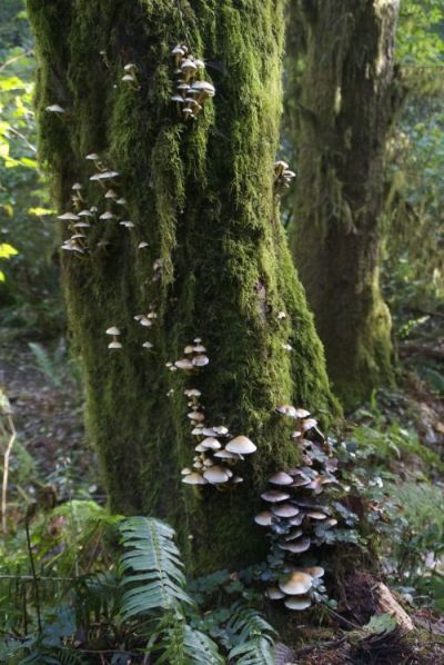 ladyrue:Shrooms 🍄