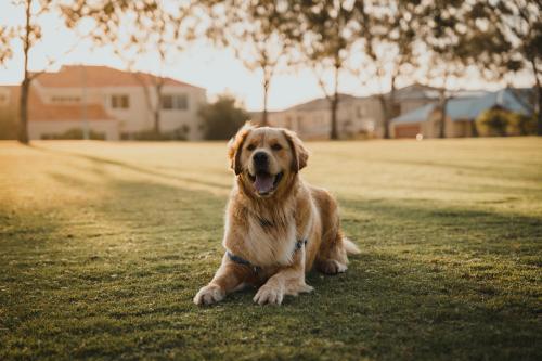 golden-retriever-overload