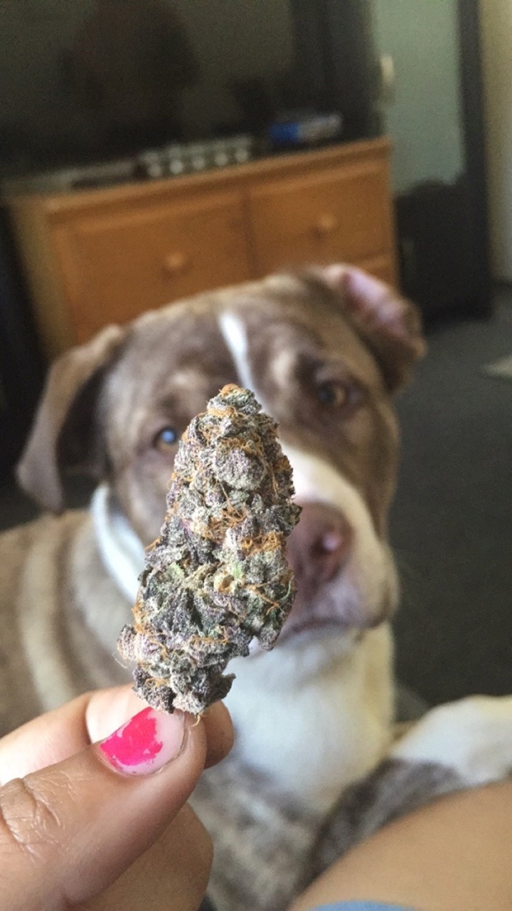 TRIPPYHIPPY