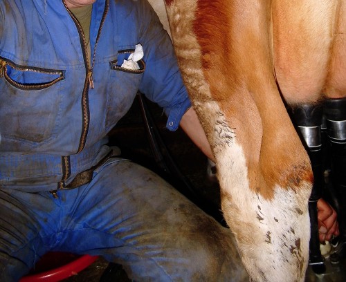 cowboyz: #paysan #dairy #farmer #milking #Bauer #melken #Melker #trayeur